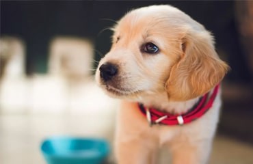 FURRY BUSINESS OF PET TRUSTS