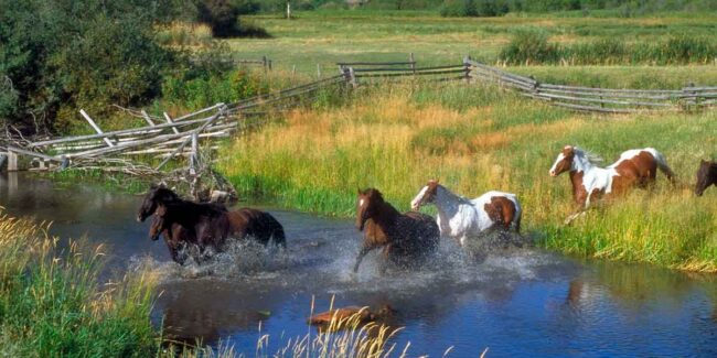 Ranch Estate Planning Mistakes